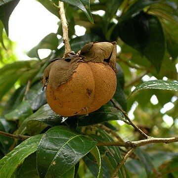 Camellia granthamiana unspecified picture