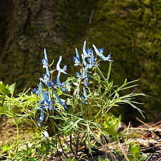 Corydalis lineariloba unspecified picture