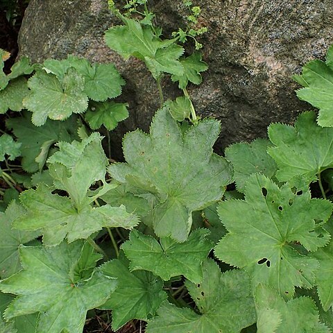 Alchemilla pseudincisa unspecified picture