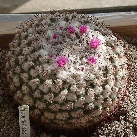 Mammillaria sonorensis unspecified picture