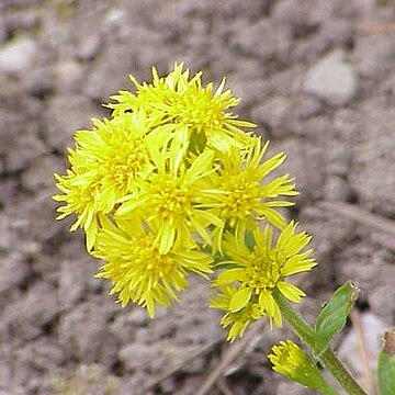 Solidago unspecified picture