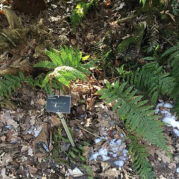 Polystichum makinoi unspecified picture