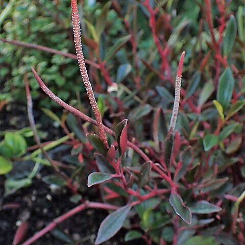 Peperomia flexicaulis unspecified picture