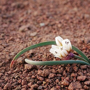 Allium scilloides unspecified picture