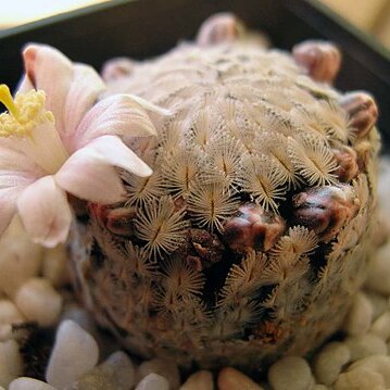 Mammillaria sanchez-mejoradae unspecified picture