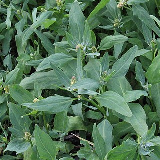 Atriplex nudicaulis unspecified picture