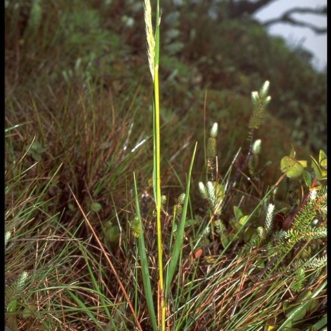 Calamagrostis hillebrandii unspecified picture