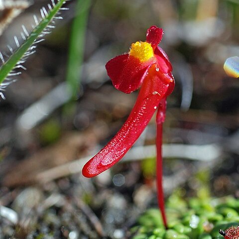 Utricularia menziesii unspecified picture