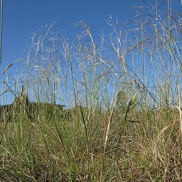 Austrostipa bigeniculata unspecified picture