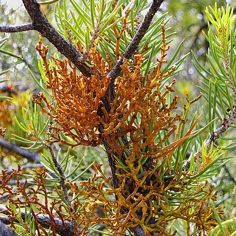 Arceuthobium divaricatum unspecified picture