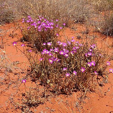 Calandrinia balonensis unspecified picture