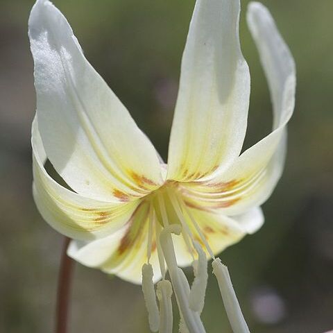 Erythronium californicum unspecified picture