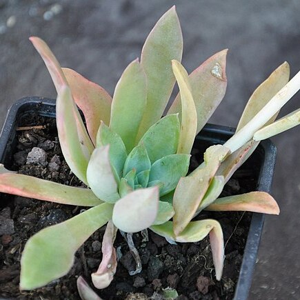 Echeveria sessiliflora unspecified picture