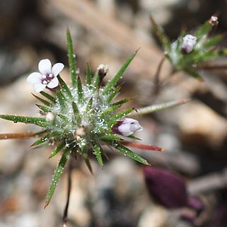 Navarretia divaricata unspecified picture