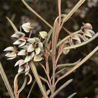 Lasiopetalum baueri unspecified picture