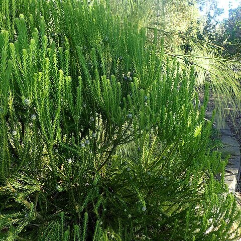 Leucadendron linifolium unspecified picture