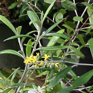 Corokia buddleioides unspecified picture