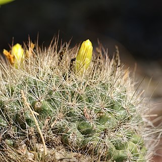 Mammillaria weingartiana unspecified picture