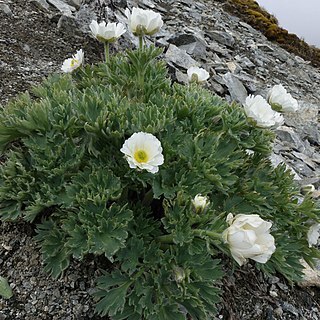 Ranunculus buchananii unspecified picture