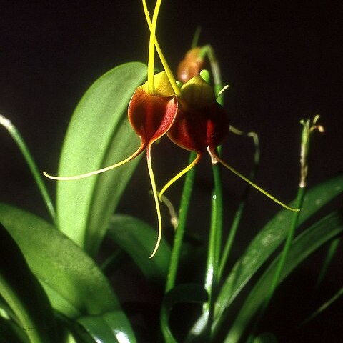 Masdevallia infracta unspecified picture