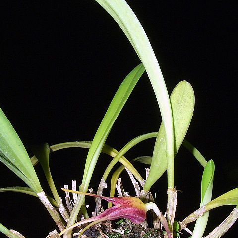 Masdevallia civilis unspecified picture