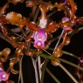 Laelia colombiana unspecified picture