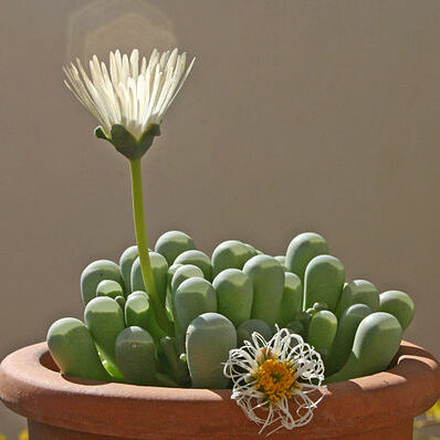 Fenestraria rhopalophylla unspecified picture