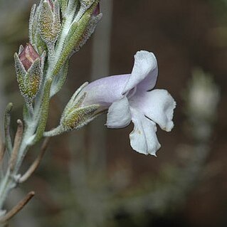 Eremophila microtheca unspecified picture