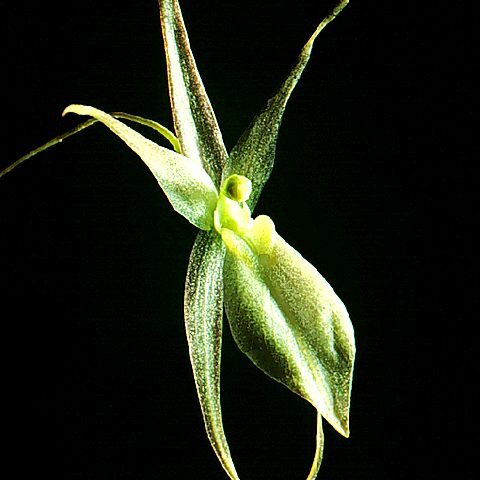 Homalopetalum unspecified picture