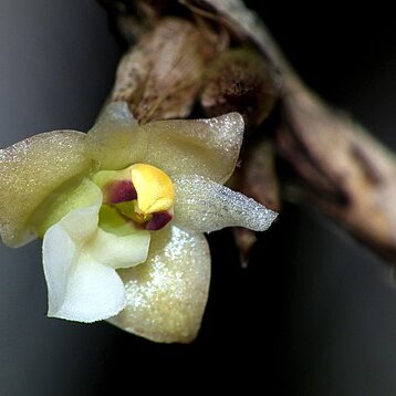 Agrostophyllum elongatum unspecified picture