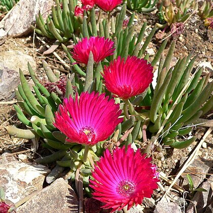 Cephalophyllum framesii unspecified picture