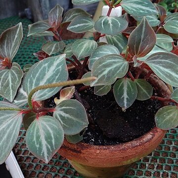 Peperomia marmorata unspecified picture