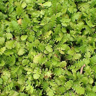 Leptinella traillii unspecified picture