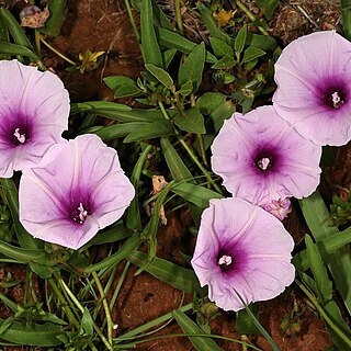 Ipomoea crassipes unspecified picture