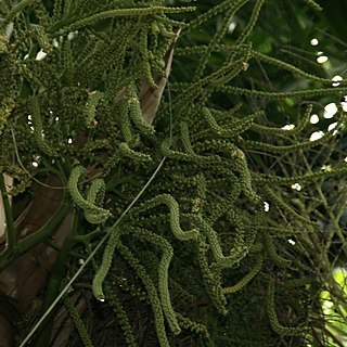 Clinostigma samoense unspecified picture