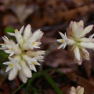 Conostylis setosa unspecified picture