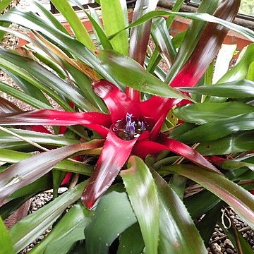 Neoregelia princeps unspecified picture