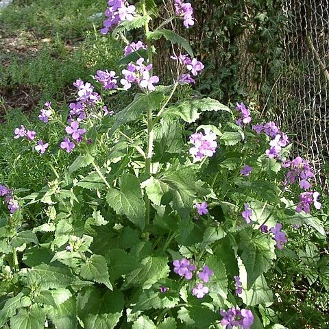 Lunaria unspecified picture