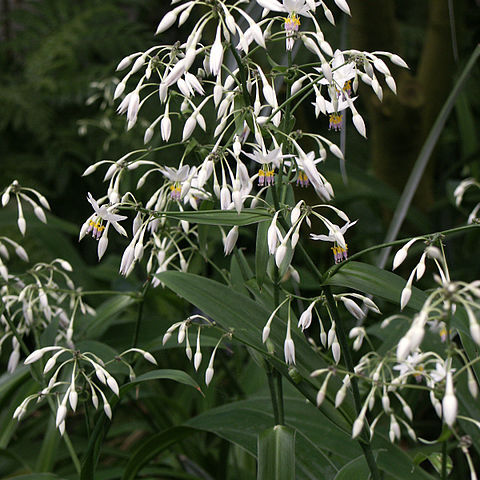 Arthropodium unspecified picture