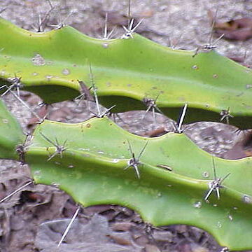 Acanthocereus unspecified picture