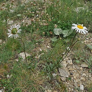 Leucanthemum catalaunicum unspecified picture