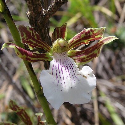 Zygopetalum sincoranum unspecified picture