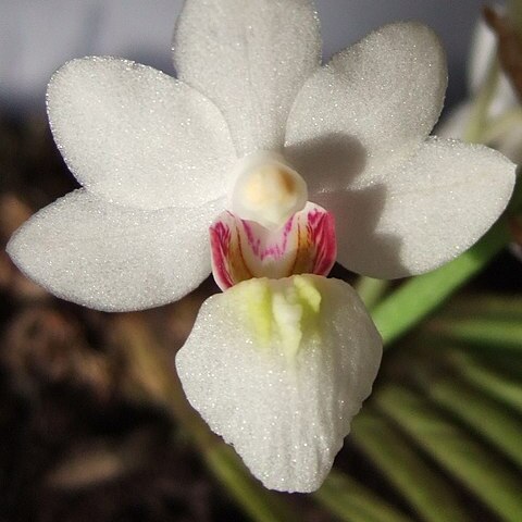 Holcoglossum rupestre unspecified picture