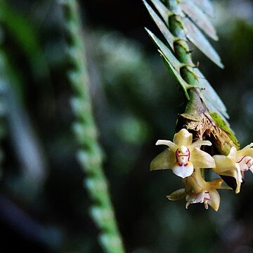 Agrostophyllum stipulatum unspecified picture