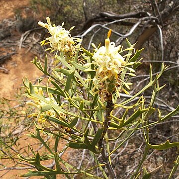 Petrophile shuttleworthiana unspecified picture