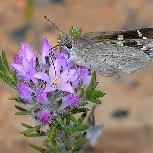 Philotheca nodiflora unspecified picture