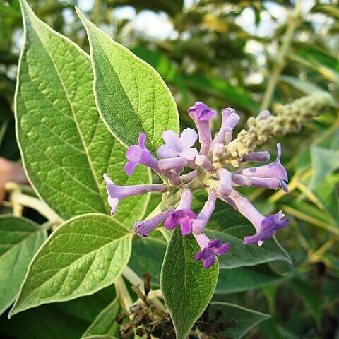 Buddleja myriantha unspecified picture