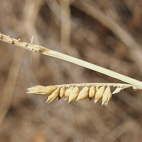 Echinochloa turneriana unspecified picture