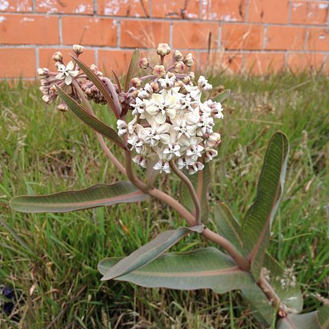 Asclepias glaucescens unspecified picture