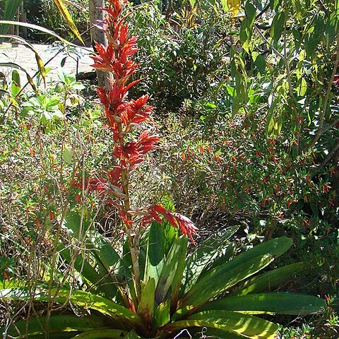 Vriesea elata unspecified picture